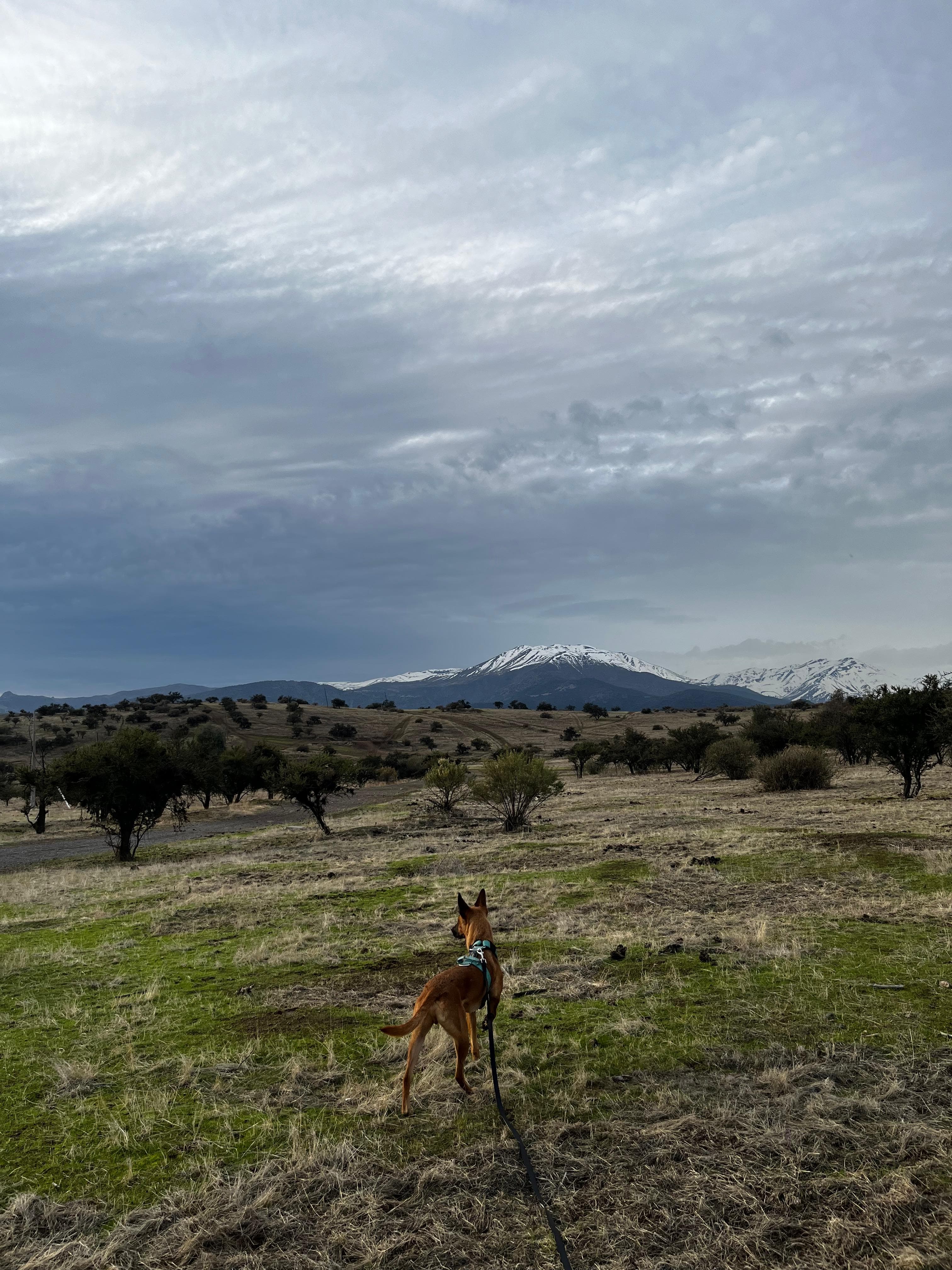 Lío mirando la cordillera nevada
